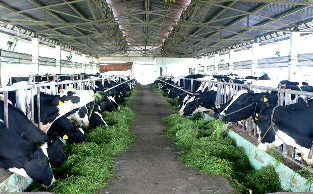 Thanh Hóa không gia hạn dự án bò sữa của Vinamilk