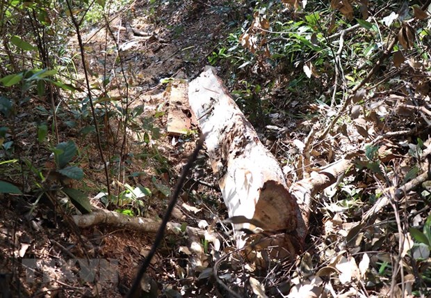 Vùng lõi rừng đặc dụng Mường Phăng bị 'rút ruột': Hệ lụy khó lường