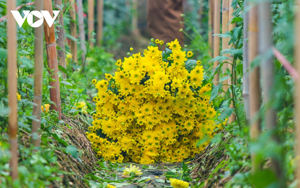  Hiện tại, ở làng hoa Tây Tựu có nhiều loại cúc được trồng như kim cương, vàng đồng, đại đóa, mắt ngọc… mỗi loại hoa cúc sẽ có một loại giá khác nhau. Mức giá trung bình cũng chỉ rơi vào 3000-5000 đồng/cành.