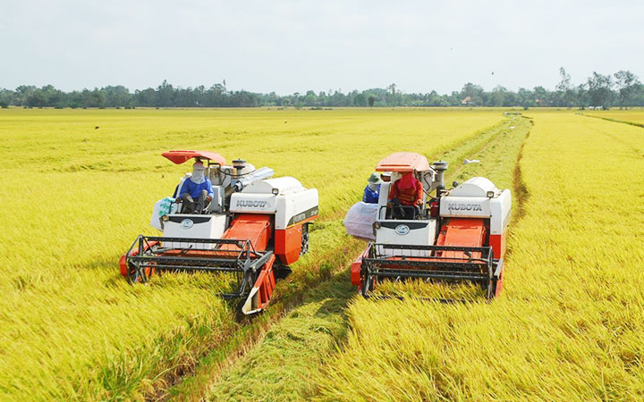 Giá lúa tăng cao, nông dân phấn khởi trúng mùa trúng giá