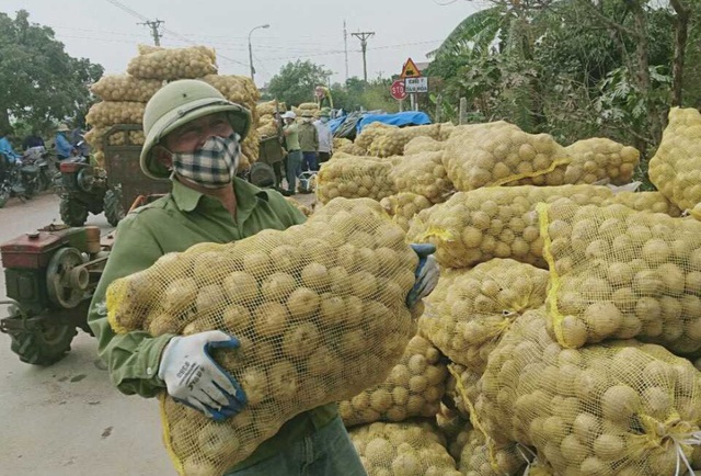 Quảng Ninh "giải cứu" khoai tây cho người dân khu vực bị phong tỏa