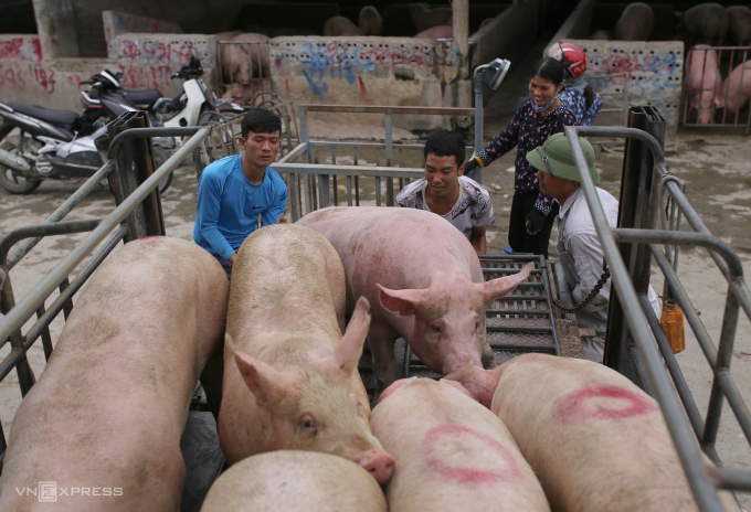 Mua bán lợn hơi ở chợ gia súc An Nội (Bình Lục, Hà Nam). Ảnh:Tất Định